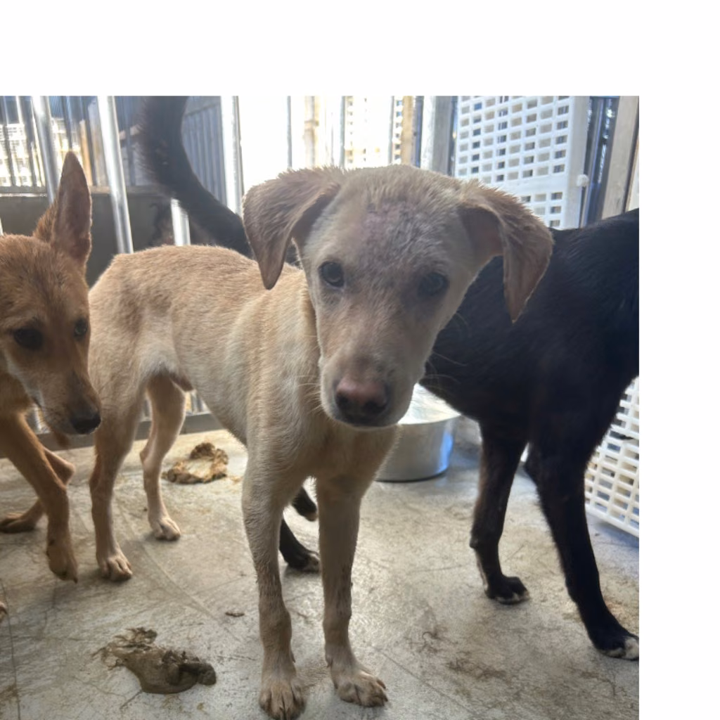 The dog, from the shelter's listing