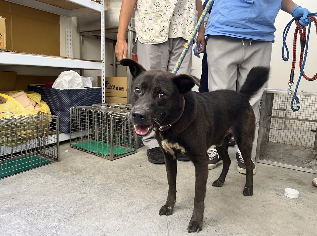 The dog, from the shelter's listing