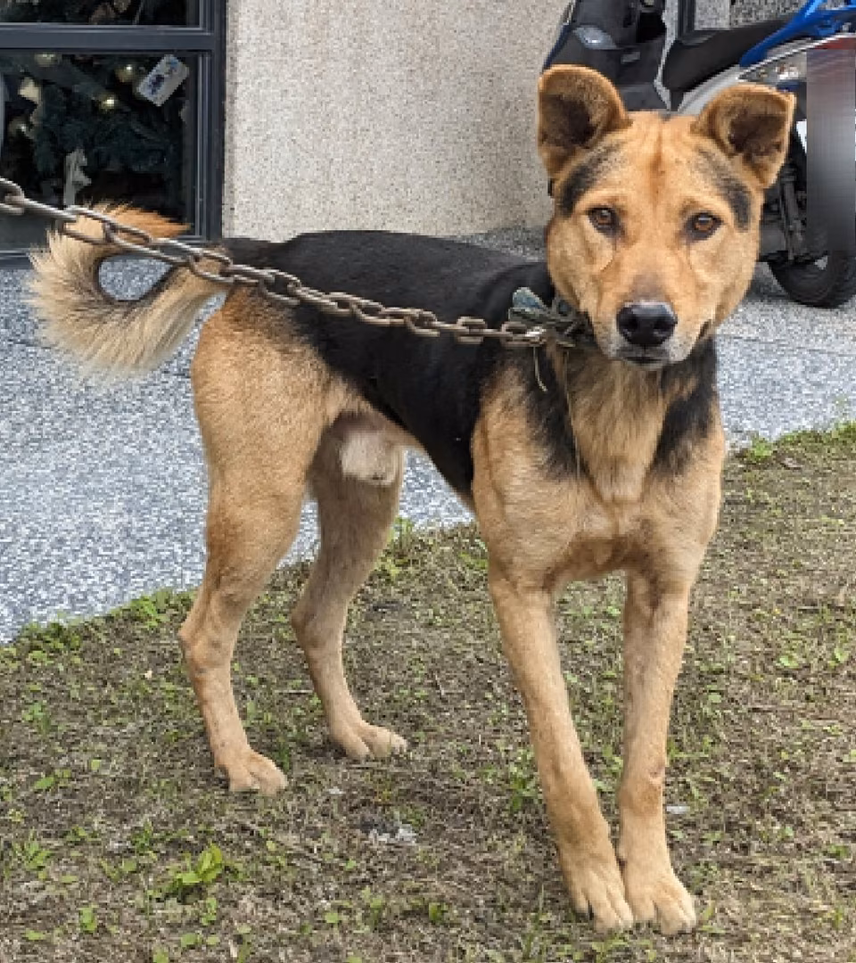 The dog, from the shelter's listing