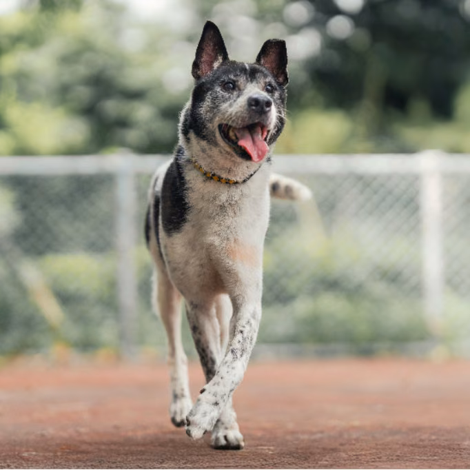 The dog, from the shelter's listing