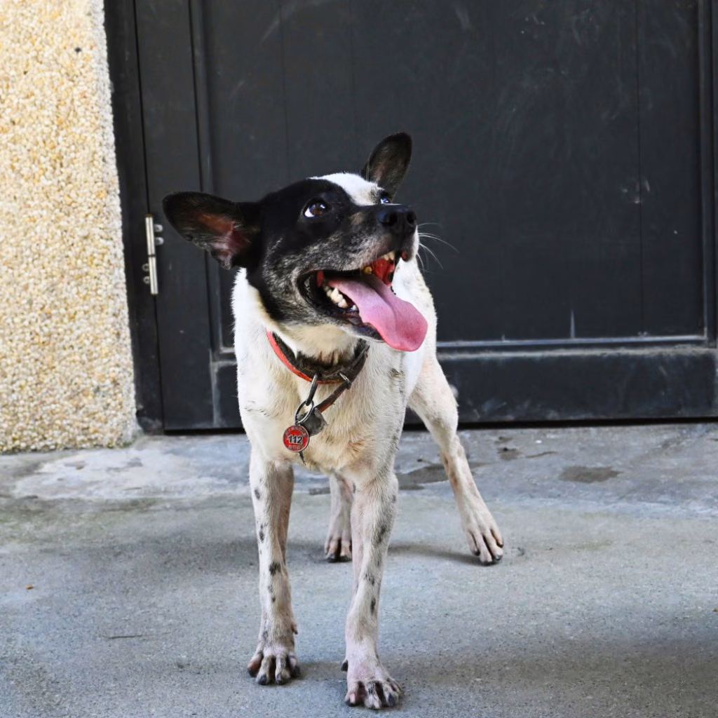 The dog, from the shelter's listing