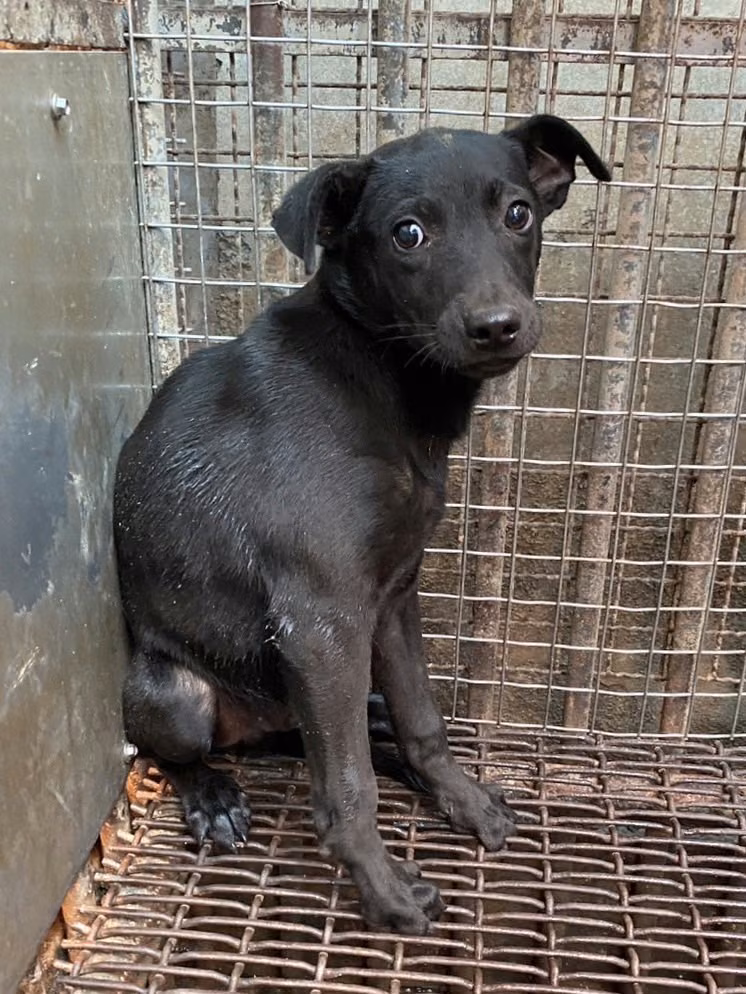 The dog, from the shelter's listing