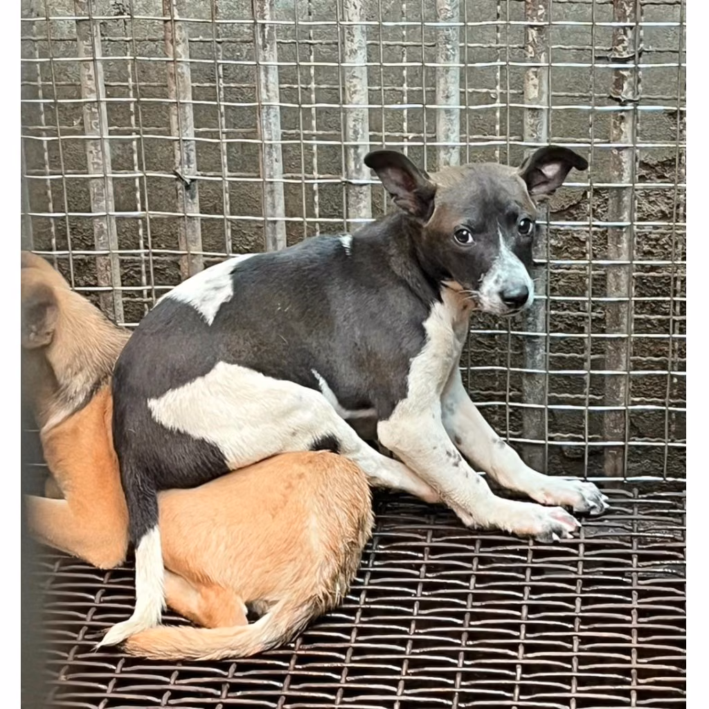 The dog, from the shelter's listing