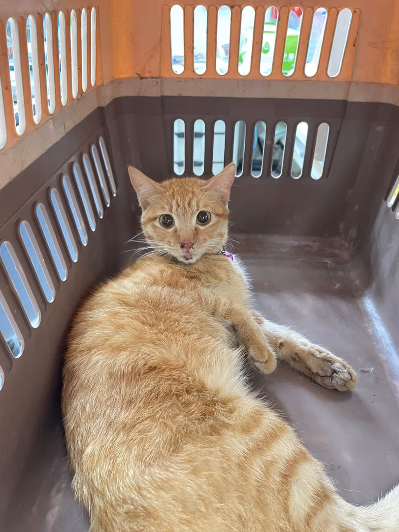 The cat, from the shelter's listing