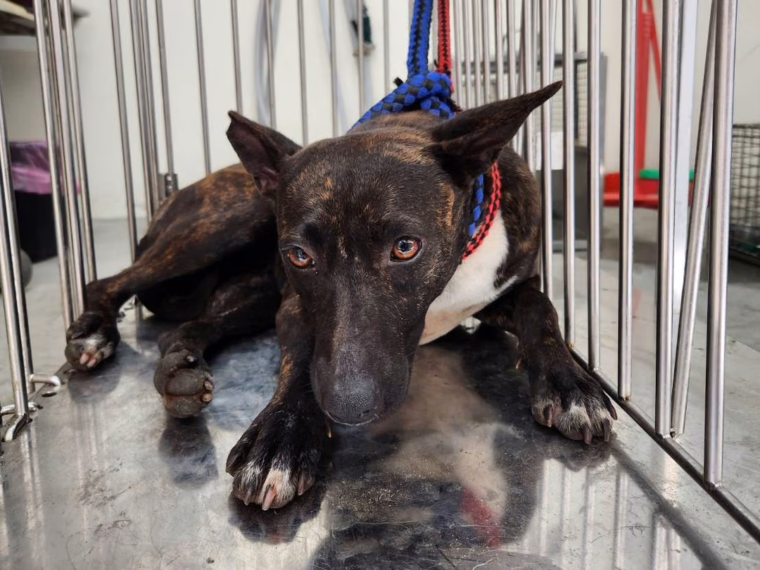 The dog, from the shelter's listing