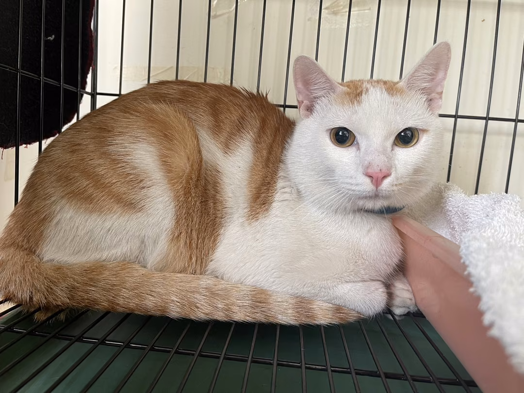 The cat, from the shelter's listing