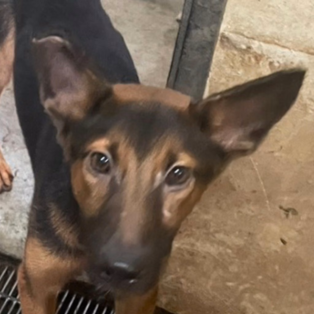 The dog, from the shelter's listing