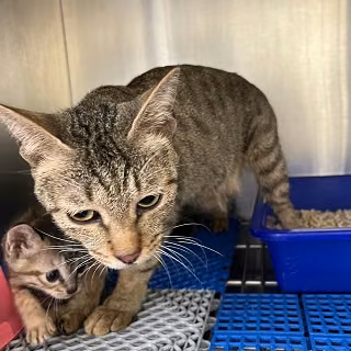The cat, from the shelter's listing