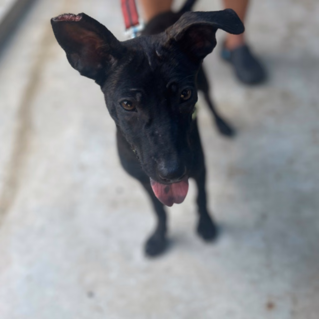 The dog, from the shelter's listing
