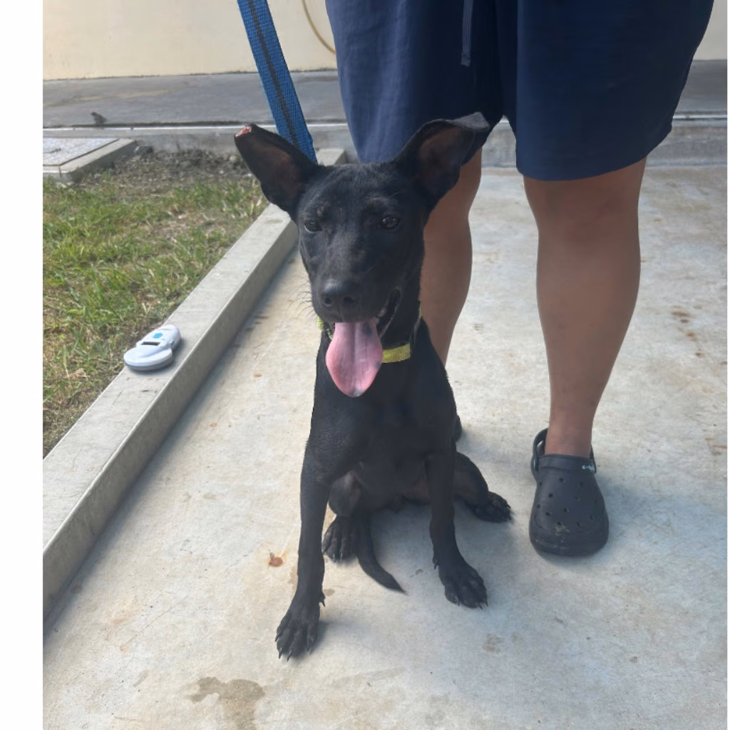 The dog, from the shelter's listing