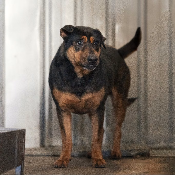 The dog, from the shelter's listing