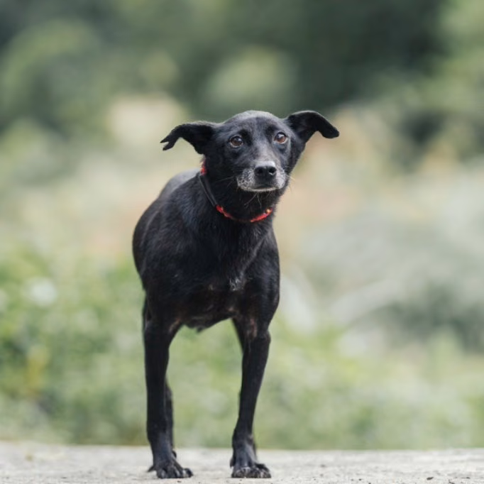 The dog, from the shelter's listing