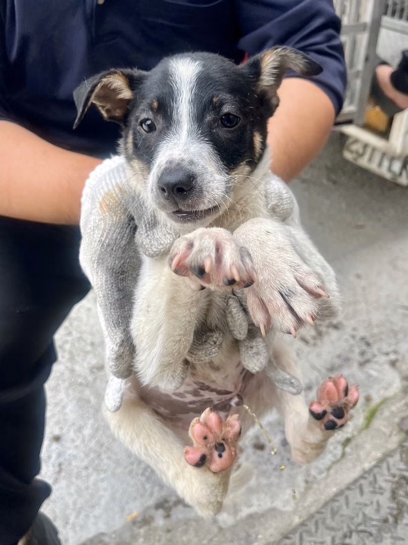 The dog, from the shelter's listing