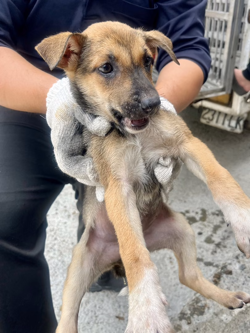 The dog, from the shelter's listing