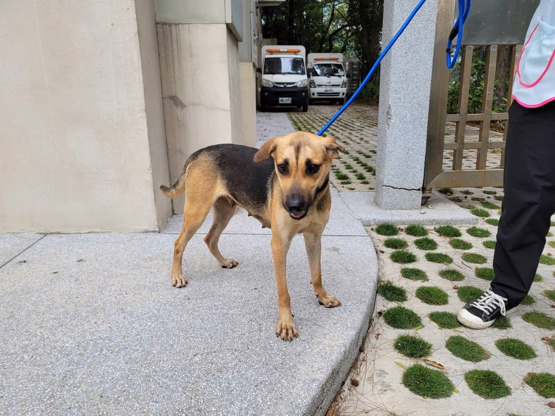 The dog, from the shelter's listing