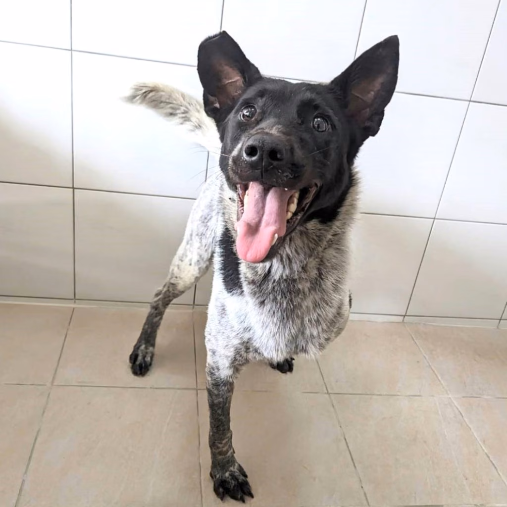 The dog, from the shelter's listing