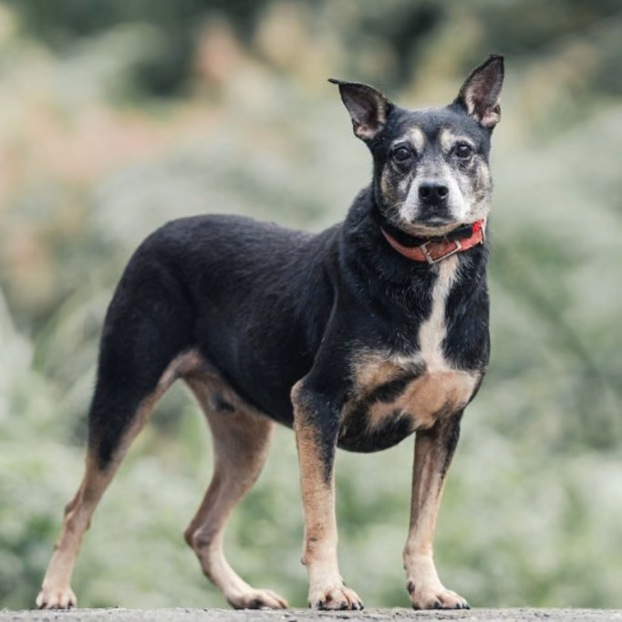 The dog, from the shelter's listing