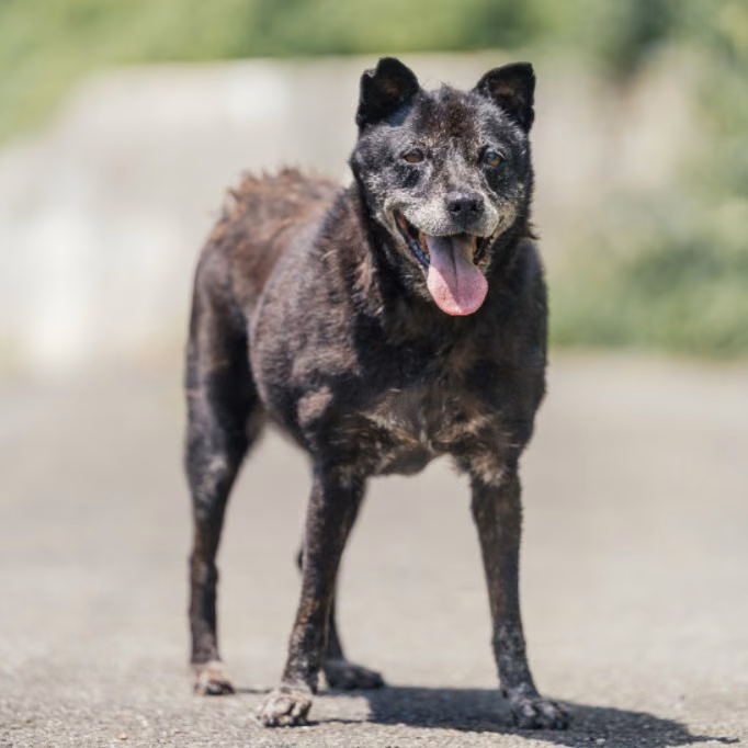 The dog, from the shelter's listing