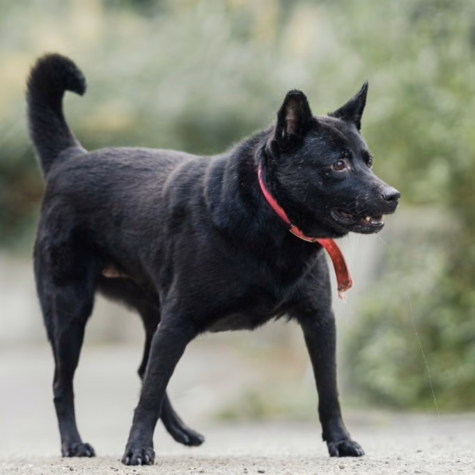The dog, from the shelter's listing