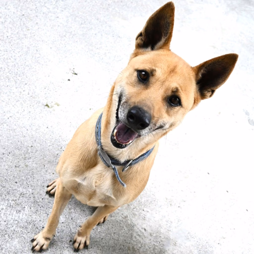 The dog, from the shelter's listing