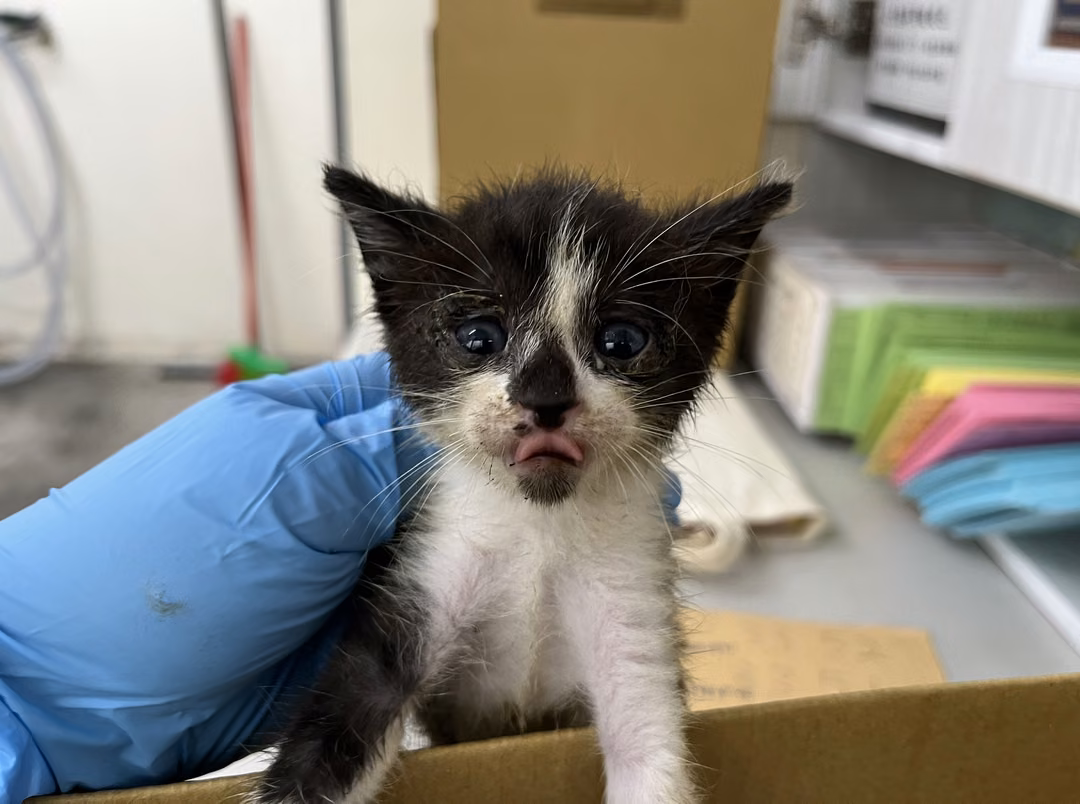 The cat, from the shelter's listing