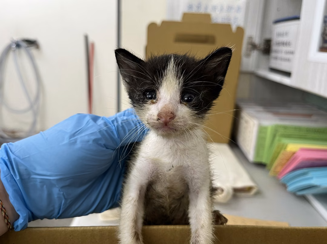 The cat, from the shelter's listing