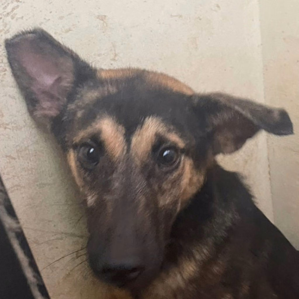 The dog, from the shelter's listing