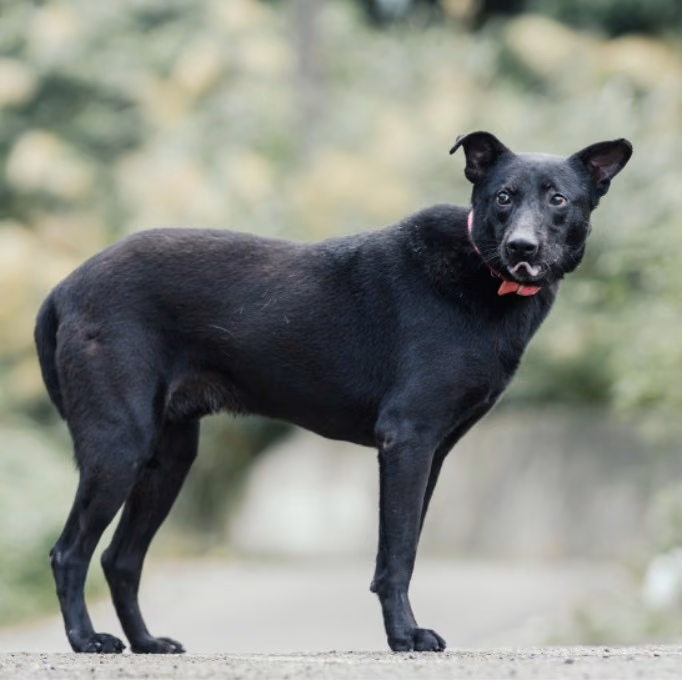 The dog, from the shelter's listing