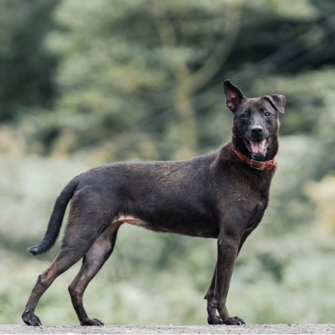 The dog, from the shelter's listing