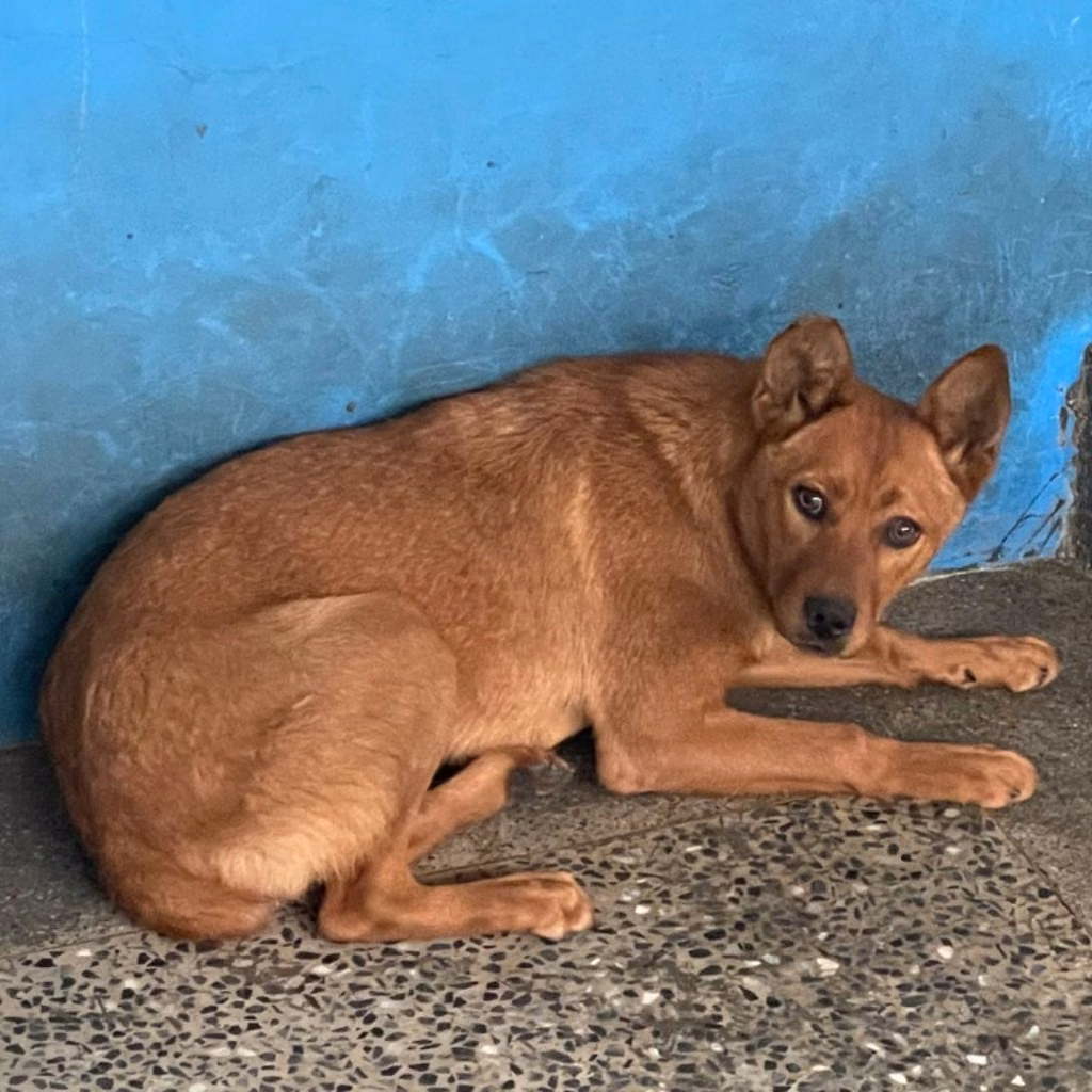 The dog, from the shelter's listing