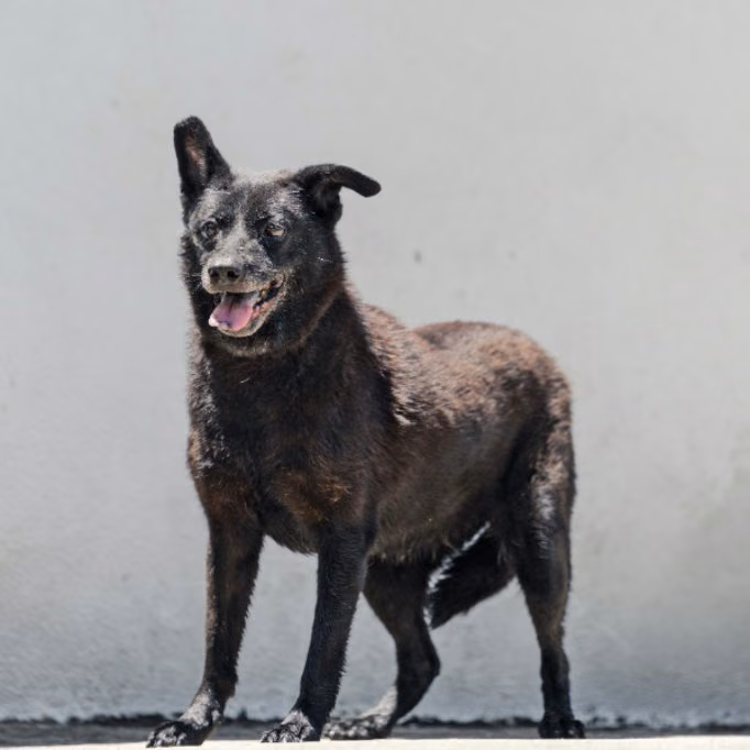 The dog, from the shelter's listing