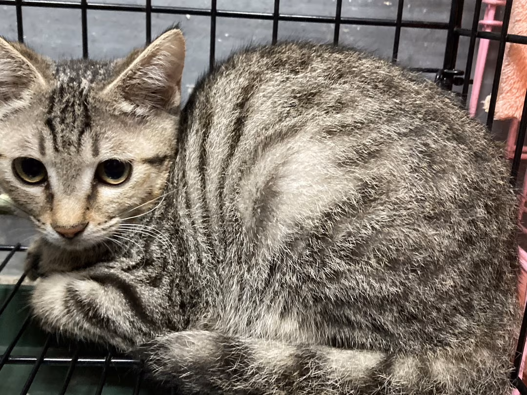 The cat, from the shelter's listing