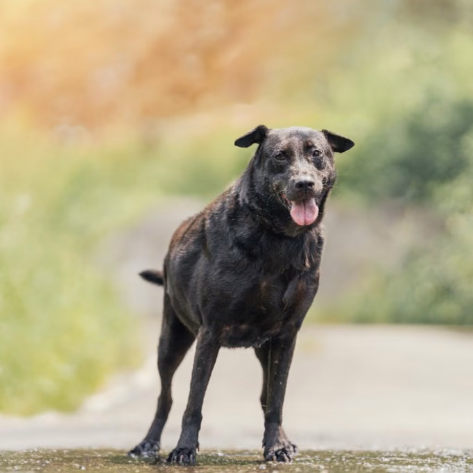 The dog, from the shelter's listing