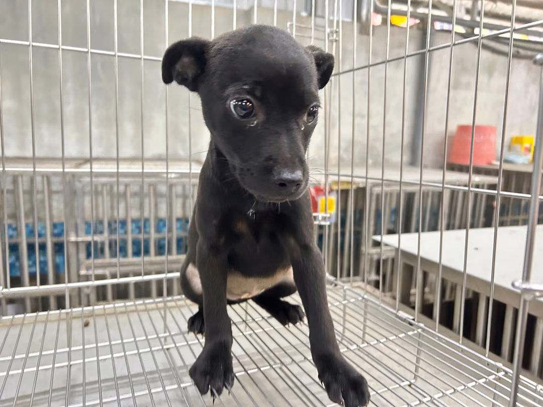 The dog, from the shelter's listing