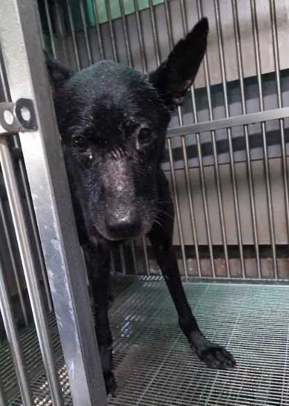 The dog, from the shelter's listing