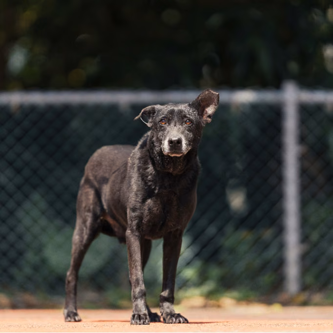 The dog, from the shelter's listing