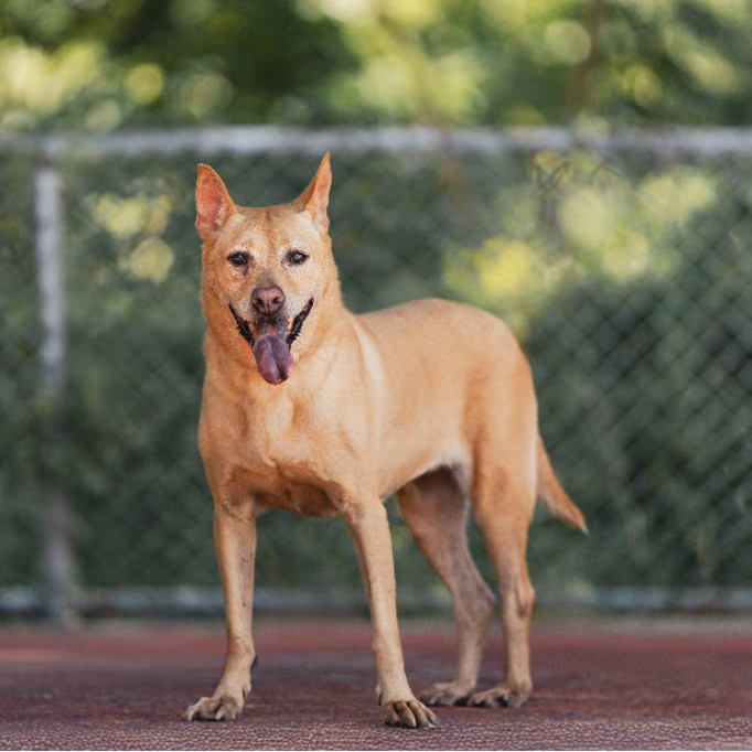 The dog, from the shelter's listing
