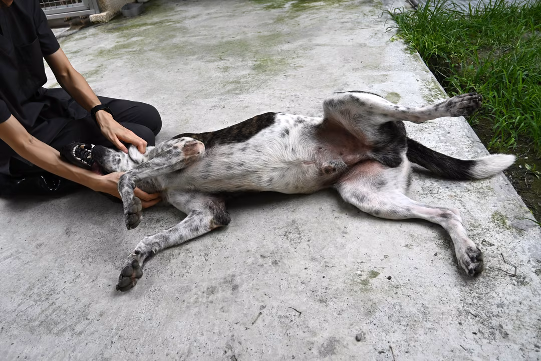 The dog, from the shelter's listing