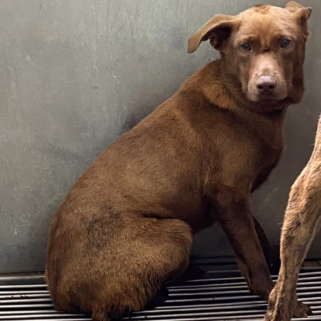 The dog, from the shelter's listing