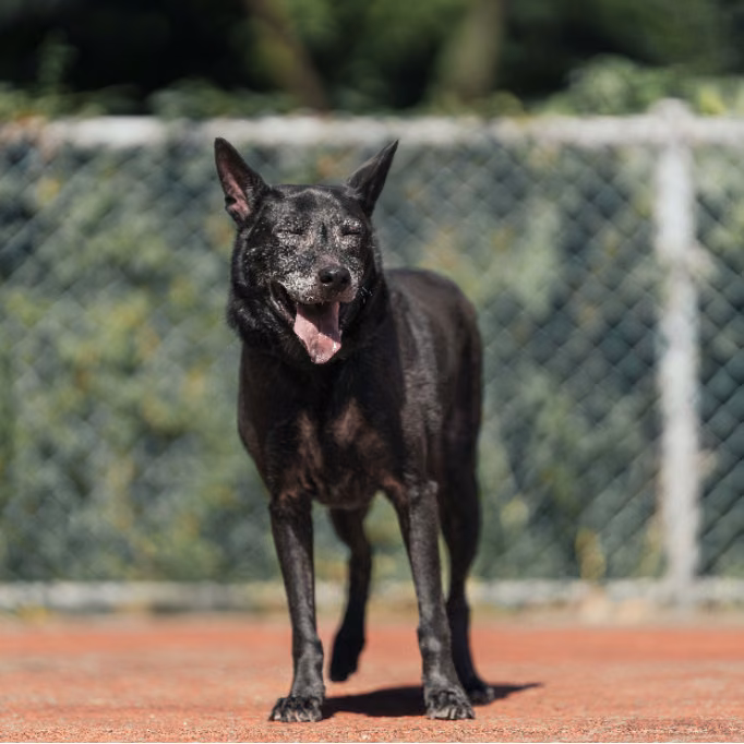 The dog, from the shelter's listing