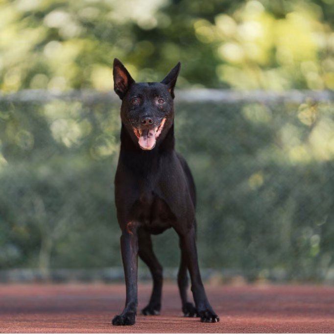 The dog, from the shelter's listing
