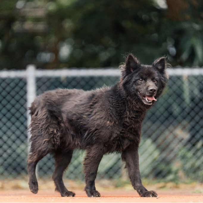 The dog, from the shelter's listing
