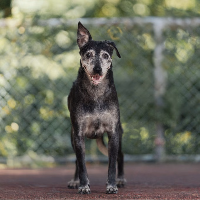 The dog, from the shelter's listing