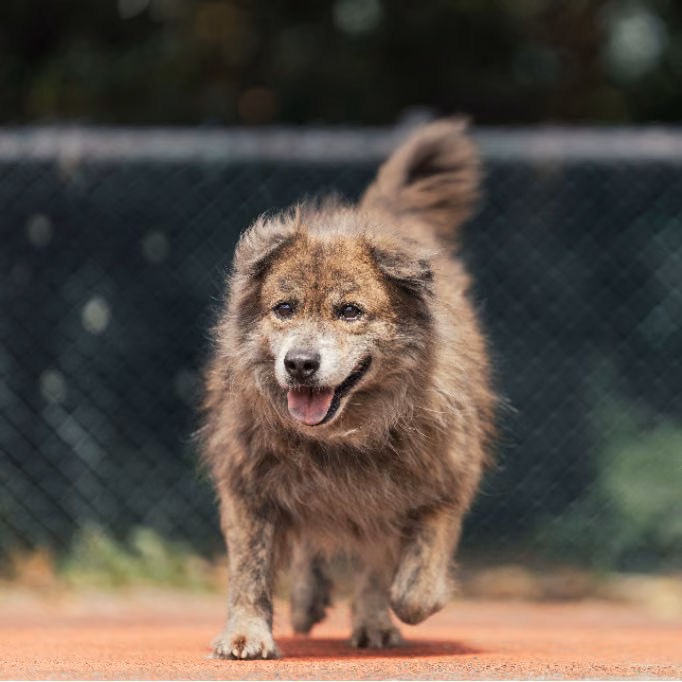 The dog, from the shelter's listing