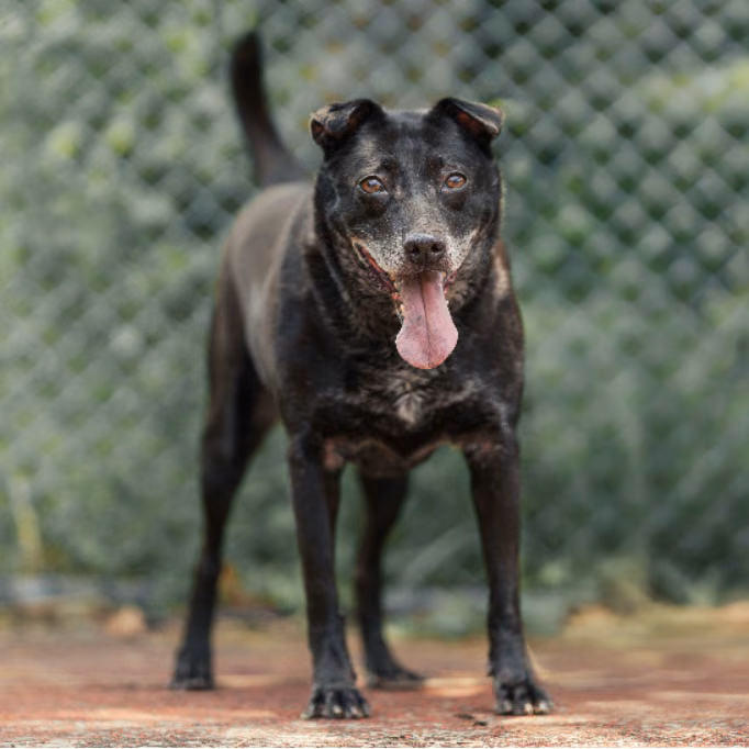 The dog, from the shelter's listing
