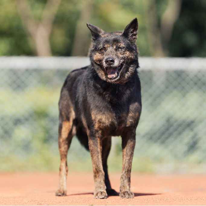 The dog, from the shelter's listing