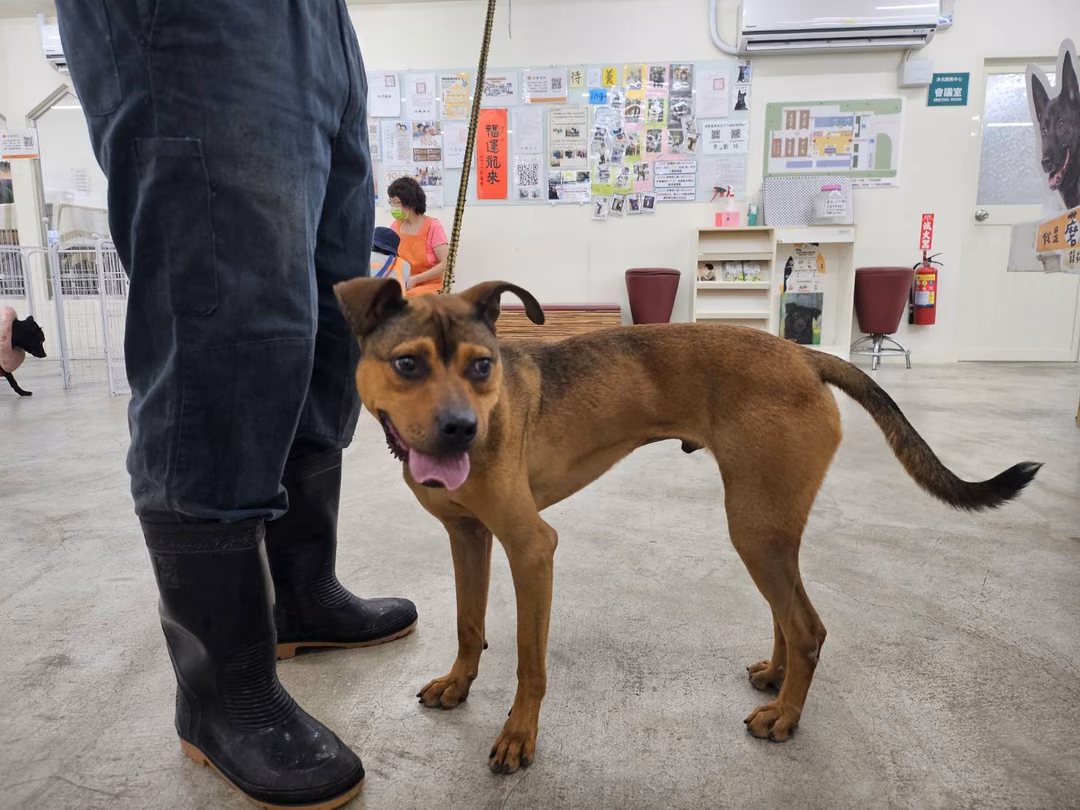 The dog, from the shelter's listing