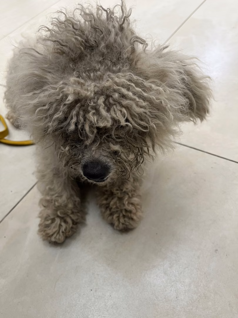 The dog, from the shelter's listing