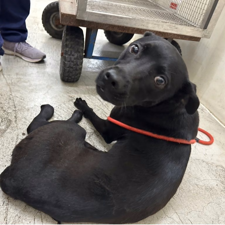 The dog, from the shelter's listing