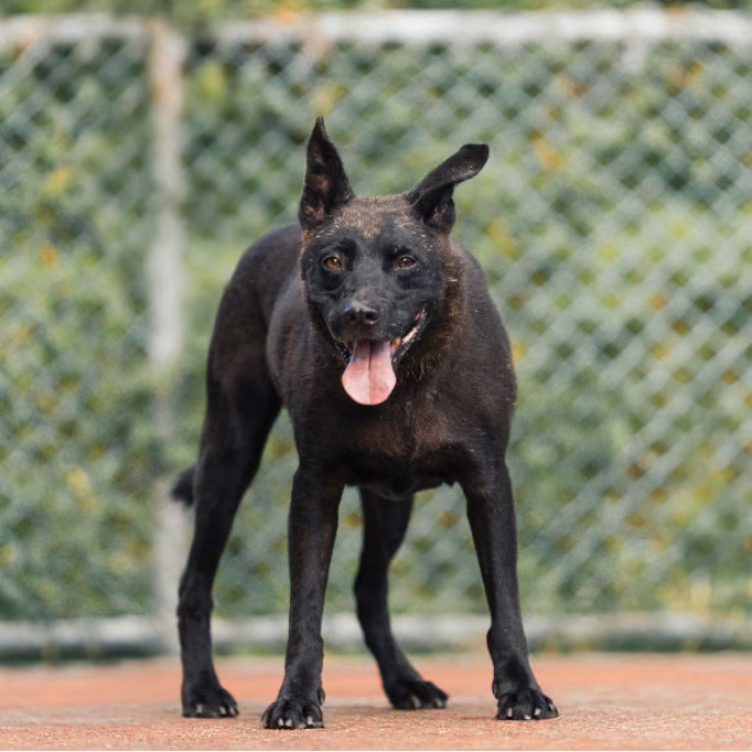 The dog, from the shelter's listing